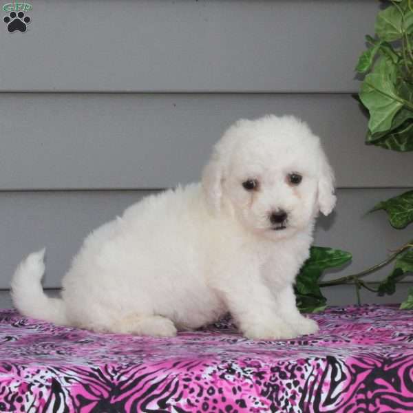 Violet, Bichon Frise Puppy